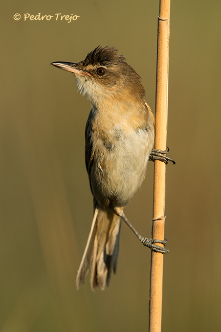 Carricero tordal (Acrocephalus arundinaceus)